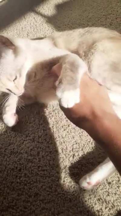 I just wanted to pet ;-;