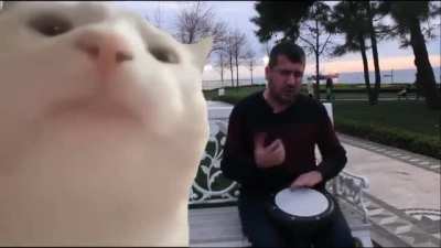 Cat Vibing To Ievan Polkka / Cat Vibing To Music