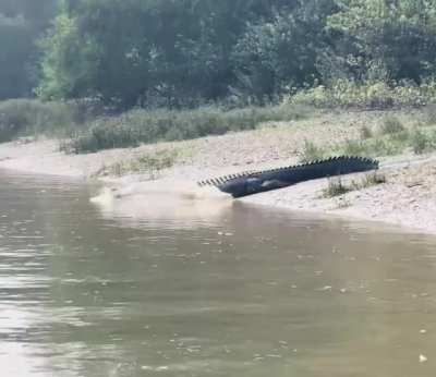 ? He's beauty, he's grace, he's a bull Saltwater Crocodile!