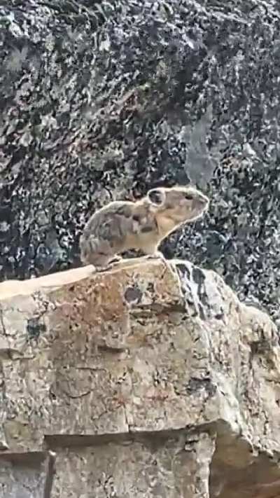 ? A Pika loudly and ferociously claiming its territory