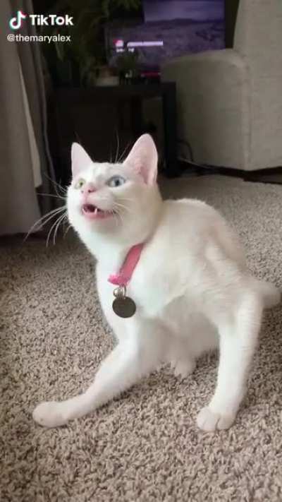 Face Expressions of this Cat are on point ?
