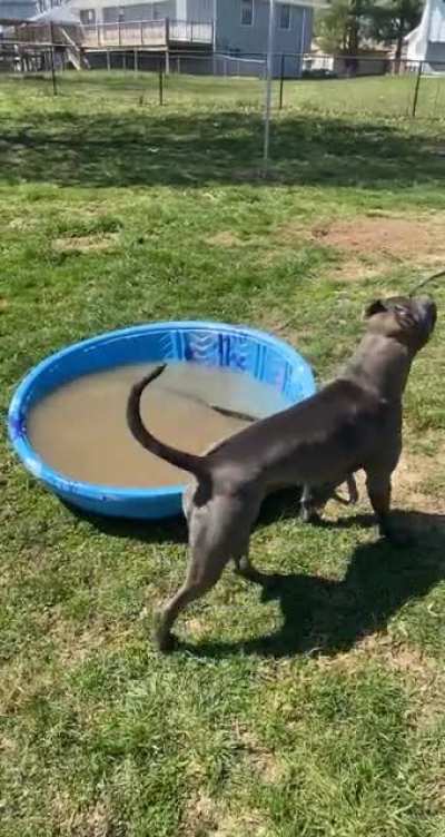 Thought we were gonna play in the pool... got a lil sidetracked ?