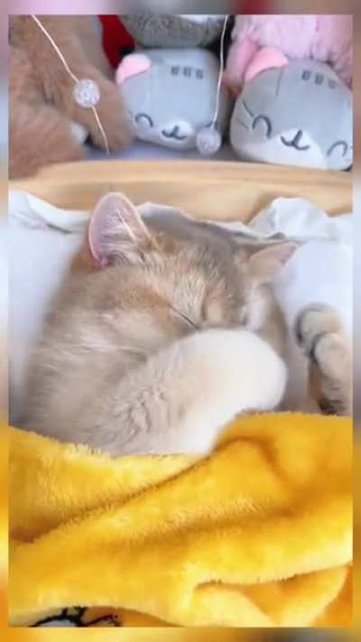 cuteness overload ?