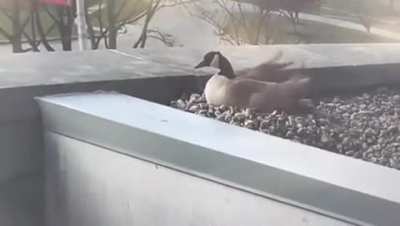 ? Goose gets blown from its nest by high winds