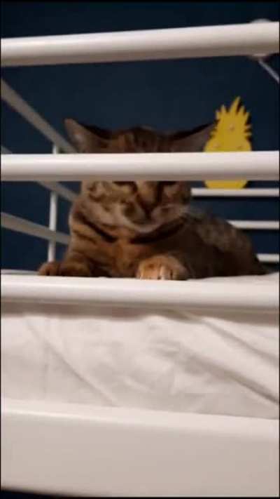 Apex predator