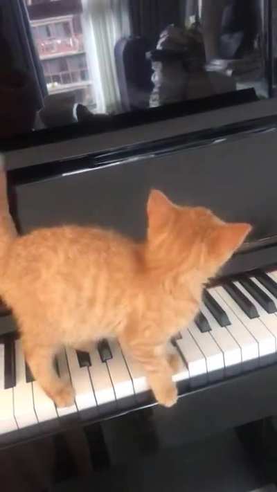 Illegal smol pianist