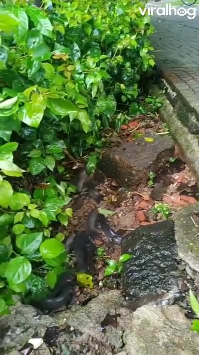 ? Climbing perch wriggling along a roadside ditch. They can survive on land for 6-10 hours.