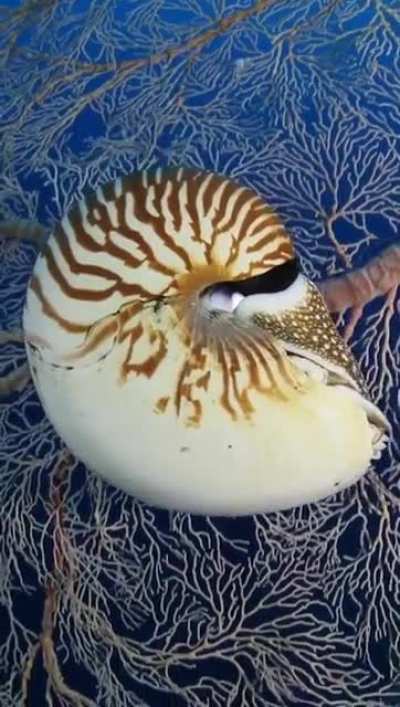 ? A wild nautilus. These guys have been on this planet for 500,000,000 years but they are at risk of extinction due to over-harvesting.