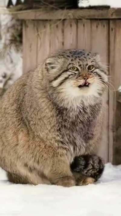 ? Palla's cat (otocolobus manul)