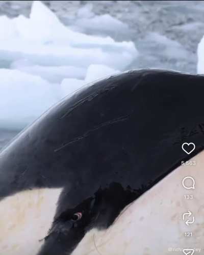 Eye to eye with an Orca in the Antarctic