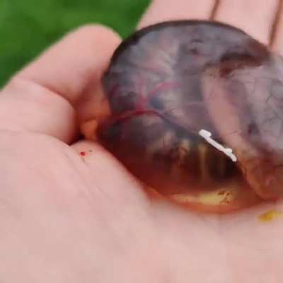 ? Blue tongue skink taking its first breath ?
