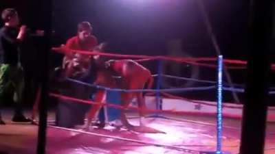 Woman vs. Kangaroo.
