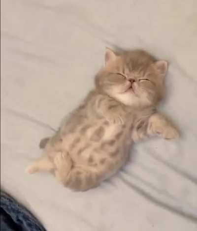 chonky tummy