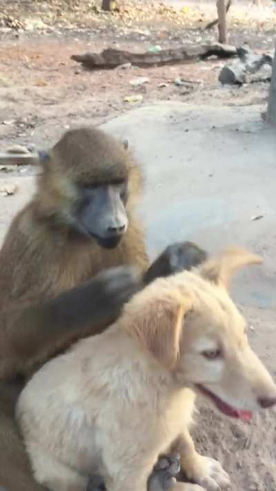 ? This baboon helping his friend to get rid of bugs