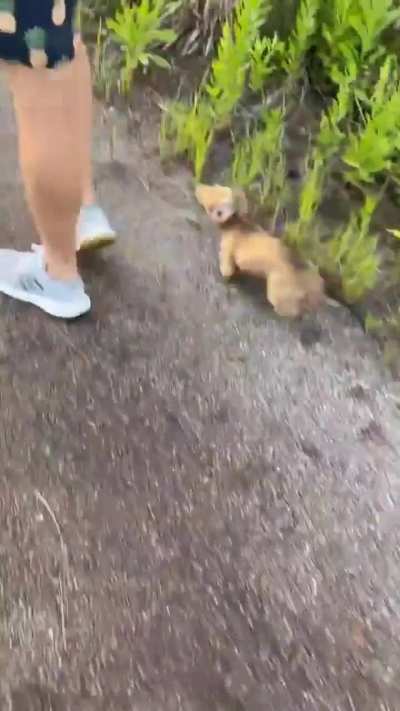 to get picked up even though you're the most adorable thing ever?