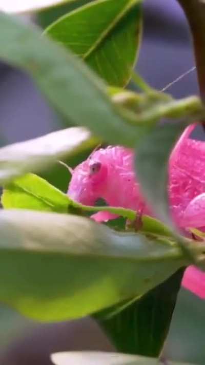 ? Katydids; Tettigonia viridissima.