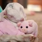 Baby goat with her stuffed animal