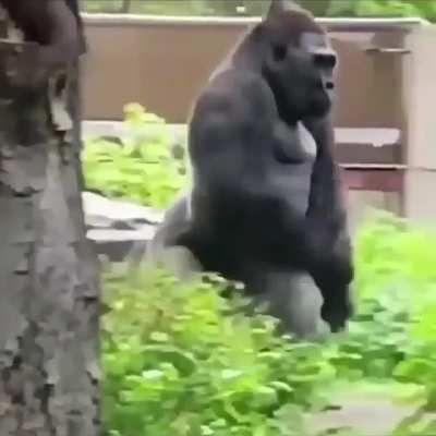 ? Gorilla walking upright with his hindlimbs