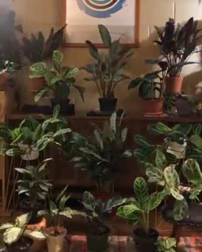 ? Plants are alive.