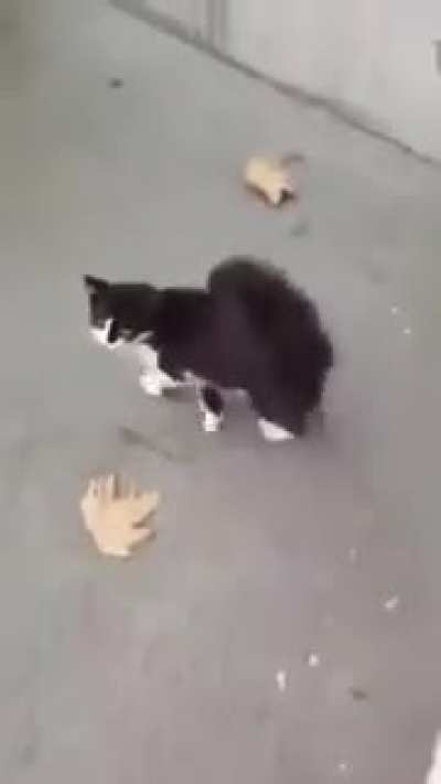 Feeding the kitty