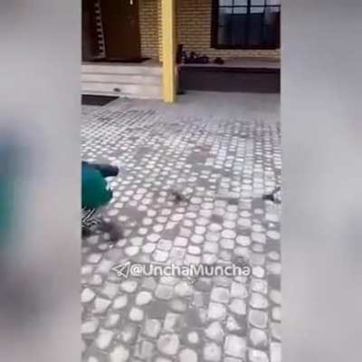 Kid vs shovel