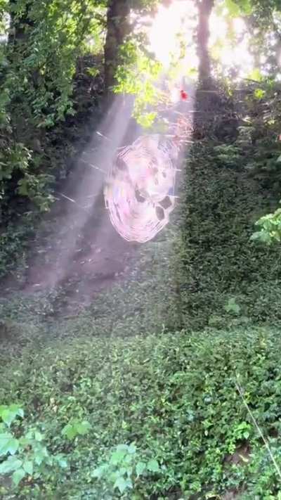 ? These beautiful spider webs caught in the perfect ray of light
