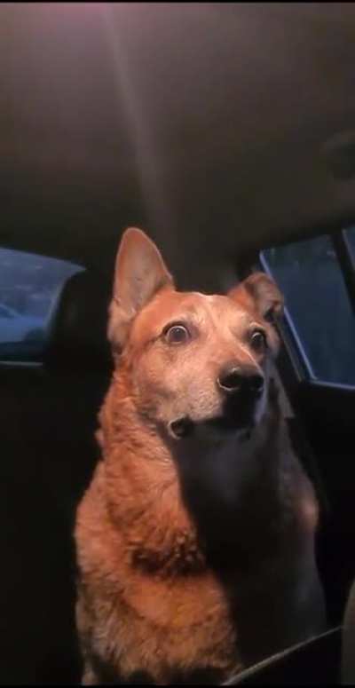 When your Pup realizes you made a wrong turn into a strange neighborhood