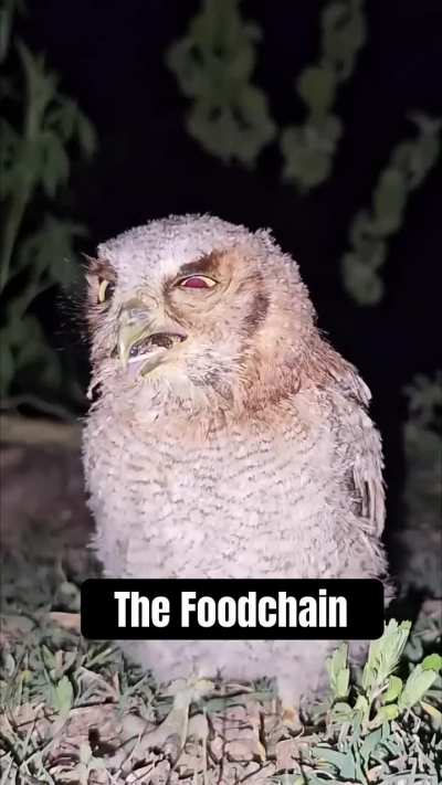 Owl casually eats/swallows Snake