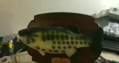 Fish goes ??