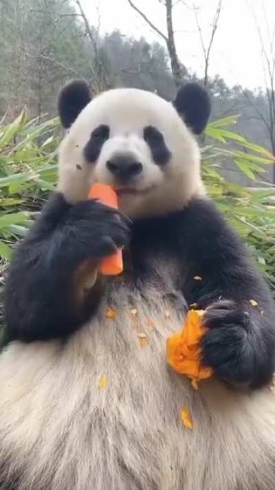 Nomnomnom chomp