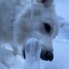 Excaliburrrr Doggo!