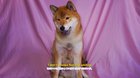 Tofu chan teaches you to smile :)