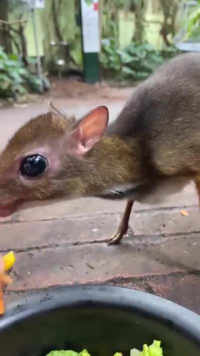 ? Mouse-deer, or Chevrotain, are the world's smallest hoofed animals