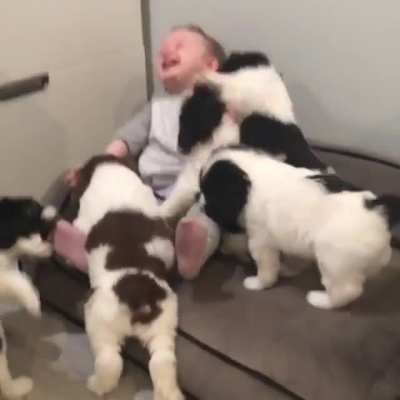 wholesome ?