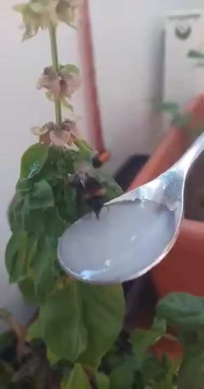 Thirsty bumbler