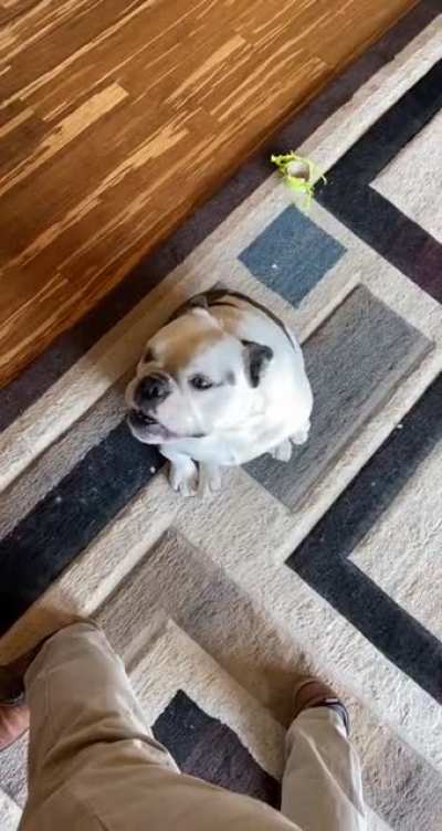 My bulldog has been practicing how to howl like her older brother for years