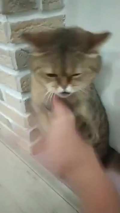 Can't train in the dojo because of COVID19 so you train with your cat instead