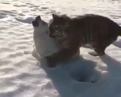 Don't mess with big cats