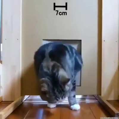 Cat at 5cm "Imma tired of ur bullshit, hooman"