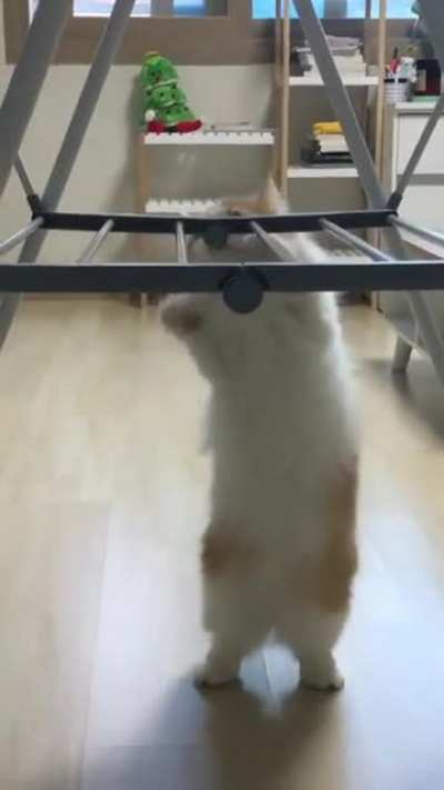 Cat.