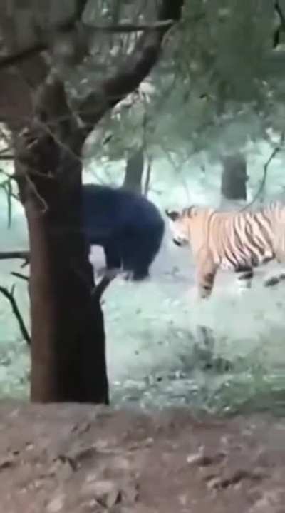 ? Tiger pranks bear, bear not happy about it