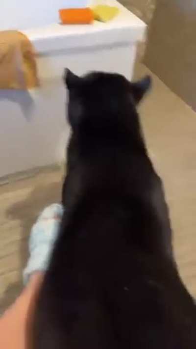 Normal Russian pet