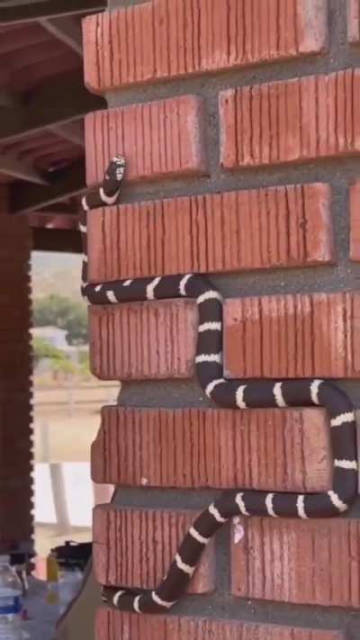 ? Snake perfectly tracking mortar lines