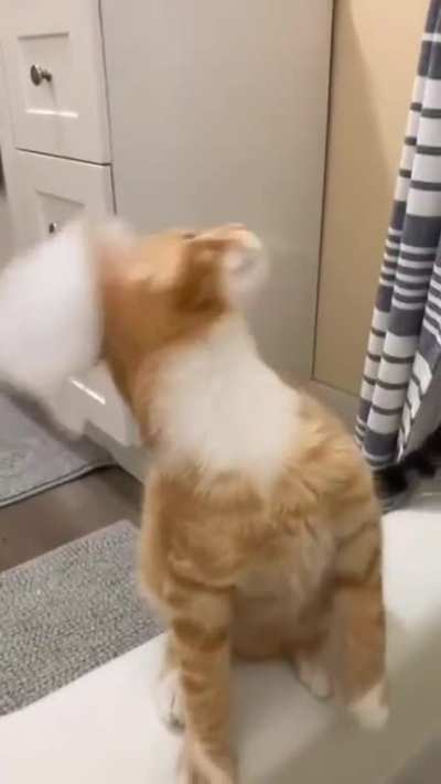 My cat is still confused
