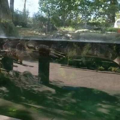 Can alligators be Derps?