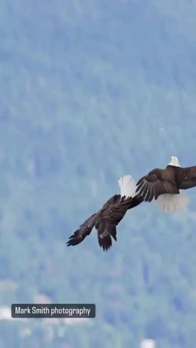 ? Eagles interlock claws mid flight