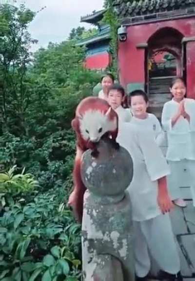 Asian flying squirrels