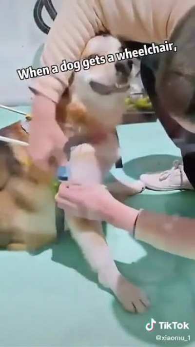 This dog's human made him a wheelchair, and his smiles say it all