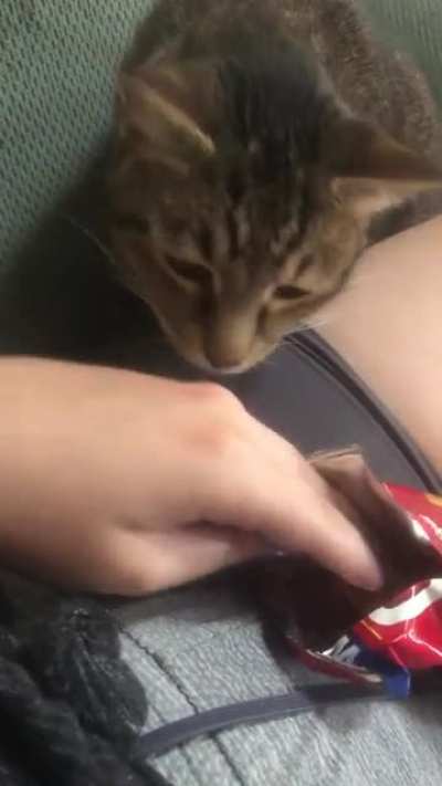 Chonker politely asks for cheez-its