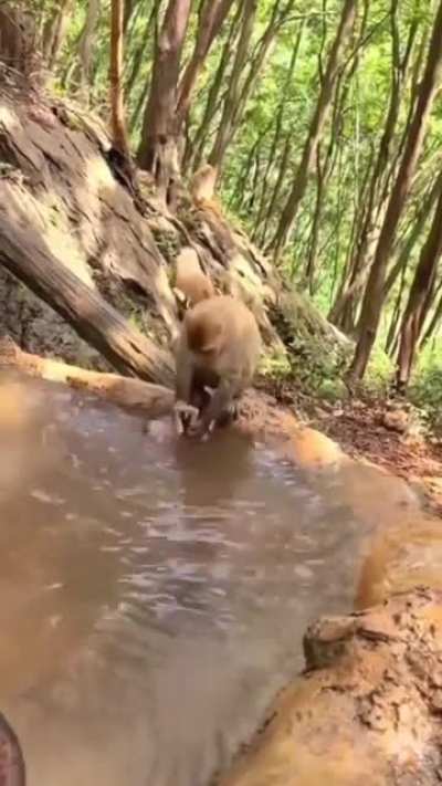 ? Monkey bath her baby in the stream